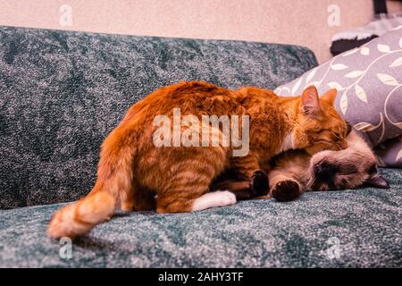 Junge rote Katze Angriffe alte siamesische Katze Stockfoto