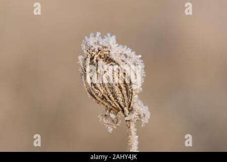 Blumen und Landschaft in den Sonnenaufgang auf einem eisigen Winter Tag Stockfoto