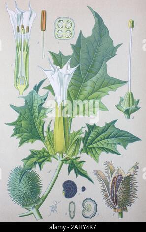 Datura stramonium, jimsonweed oder Devil's Snare, Pflanze in der Familie der Nachtschattengewächse/Gemeiner Stechapfe, Weißer Stechapfel, Datura stramonium, Gattung der Stechäpfel, Digital verbesserte Reproduktion einer Vorlage drucken aus dem 19. Jahrhundert/digitale Reproduktion von einer Originalvorlage aus dem 19. Jahrhundert Stockfoto