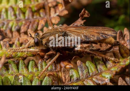 Hornet robberfly, Asilus crabroniformis, auf Rinder - beweidete Heideflächen, Dorset. Stockfoto