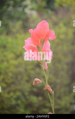 Schöne rote clour Blume halten auf einer einzigen Niederlassung heraus Tür in der guarden. Stockfoto