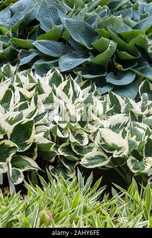 Die Hostas Grenze Hosta 'Feuer und Eis' Stockfoto