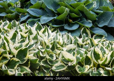 Die Hostas Grenze Hosta 'Feuer und Eis' Stockfoto