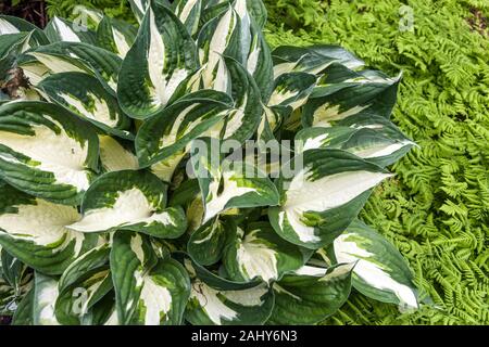 Die Hostas Farne, Hosta 'Feuer und Eis' Stockfoto