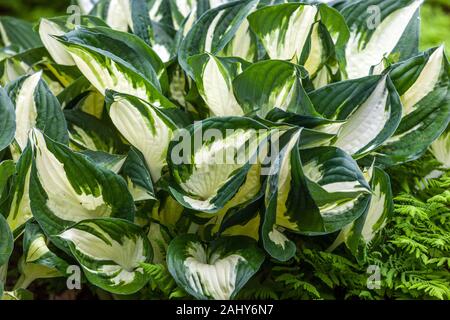 Hostas hat Hosta "Feuer und Eis" verlassen Stockfoto