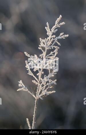 Blumen und Landschaft in den Sonnenaufgang auf einem eisigen Winter Tag Stockfoto