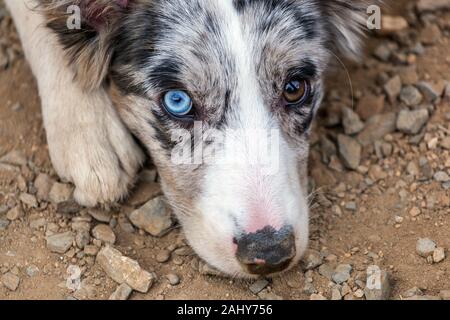 Border Collie Welpe mit blauem merle Fell und Heterochromie mit einem blauen und einem braunen Auge Stockfoto