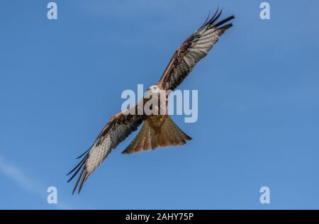Rotmilan, Milvus milvus, im Flug. Stockfoto