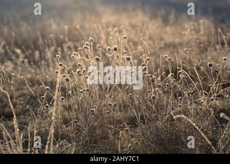 Blumen und Landschaft in den Sonnenaufgang auf einem eisigen Winter Tag Stockfoto