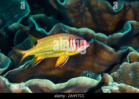 Die überraschende Unterwasserwelt des Indischen und Pacifical Ozeane Stockfoto