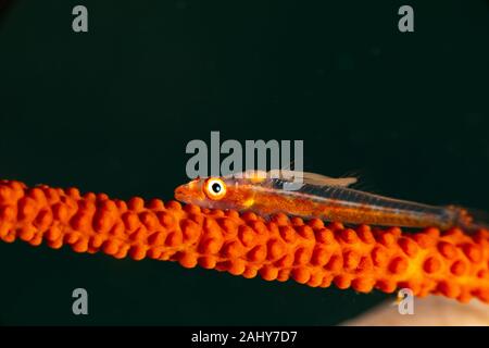 Die überraschende Unterwasserwelt des Indischen und Pacifical Ozeane Stockfoto