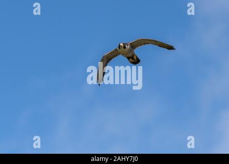 Wanderfalke FALCO PEREGRINUS, im Flug, Wales. Stockfoto
