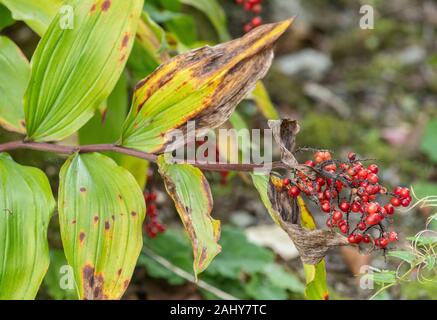 Die falsche Dichtung Salomo, Maianthemum racemosum, Obst. Nordamerika. Stockfoto