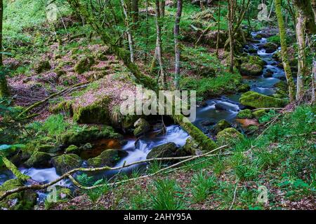 Frankreich, Burgund, Saône-et-Loire, Morvan Park, Canche Schlucht Stockfoto