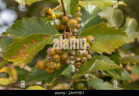 Whitebeam Bristol, Avon Gorge, Leigh Woods, Bristol, Sorbus bristoliensis, Stockfoto