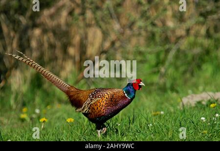 Gemeinsame Fasan (Phasianus colchicus) männlich in der blühenden Wiese, Schleswig-Holstein, Deutschland Stockfoto