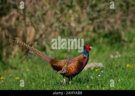 Gemeinsame Fasan (Phasianus colchicus) männlich in der blühenden Wiese, Schleswig-Holstein, Deutschland Stockfoto