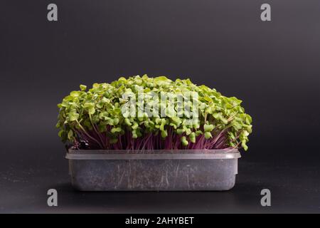 Frische microgreens Nahaufnahme. Wachsende Sprößlinge für Salat. Stockfoto