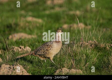 Gemeinsame Fasan (Phasianus colchicus) Weibliche im Grünland, Schleswig-Holstein, Deutschland Stockfoto