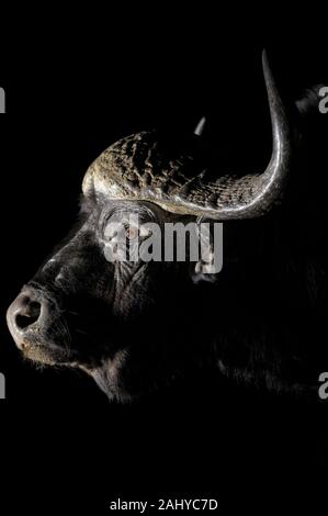 Büffel, Syncerus caffer, Zimanga Game Reserve, Südafrika Stockfoto