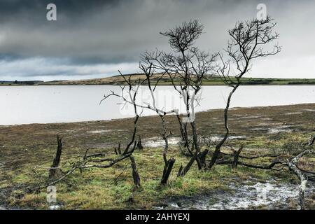 Skelettmuskulatur abgestorbene Bäume an der Küste von Colliford See am Bodmin Moor in Cornwall. Stockfoto