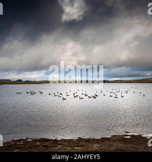 Ein Schwarm Kanadagänse Branta canadensis auf einem windgepeitschten Colliford See am Bodmin Moor in Cornwall. Stockfoto