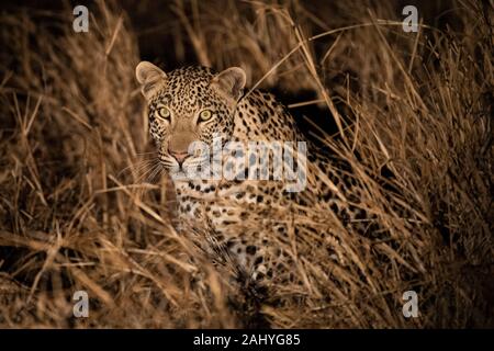 Leopard bei Nacht, Panthera Pardus, Zimanga Game Reserve, Südafrika Stockfoto