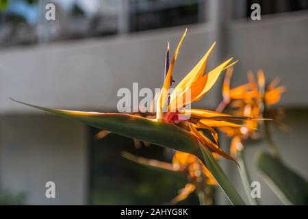 Bird of paradise flower in Maui, Hawaii Stockfoto