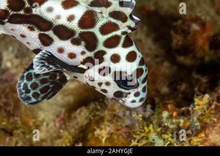 Die überraschende Unterwasserwelt des Indischen und Pacifical Ozeane Stockfoto