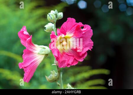 Blume rosa Alcea (gemeinhin als die Malve bekannt) closeup auf grünem Hintergrund Stockfoto