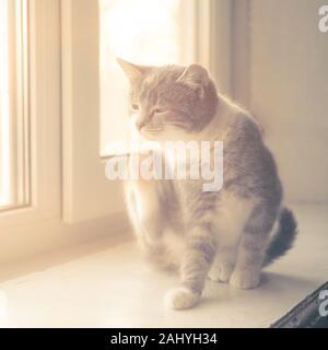 Kitten auf Fensterbank paw Kratzer hinter dem Ohr, Katze sitzt innen, Flöhe und Zecken bei Haustieren. Stockfoto