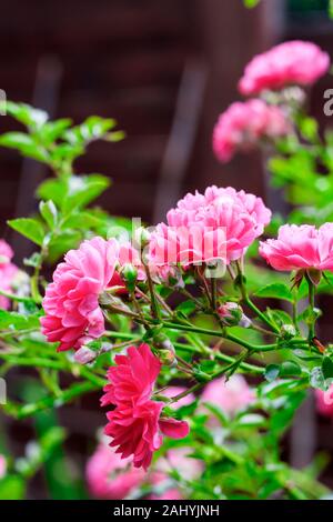 Blumen rosa Kletterrosen closeup im sonnigen Sommertag Stockfoto