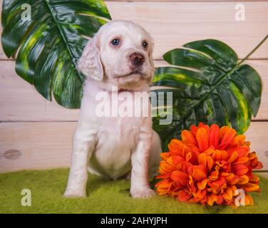 English Setter Welpen mit Blumen auf grünem Hintergrund Stockfoto