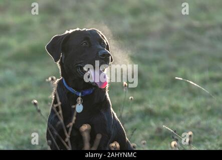 Ein schwarzer Labrador Atemzüge aus gefrorenem Atem an einem kalten Morgen. Stockfoto