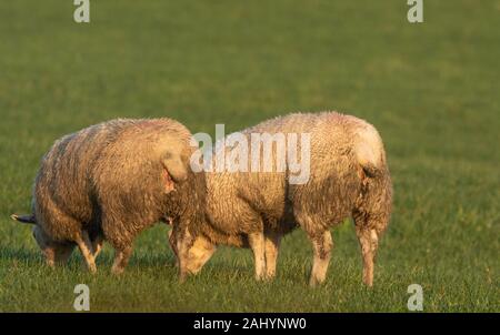 Ein paar von den schwangeren Schafe weiden. Die Vliese sind schlammig. Stockfoto