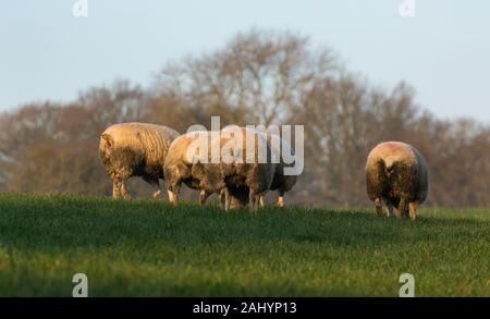 Hintere Seite der Schafe in einem Feld. Stockfoto