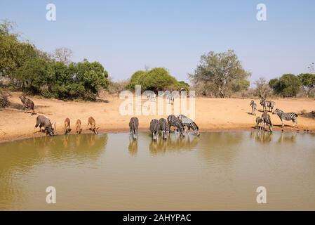 Burchell's Zebra, Equus burchellii und quagga Nyala, Tragelaphus angasi, uMkhuze Game Reserve, Südafrika Stockfoto