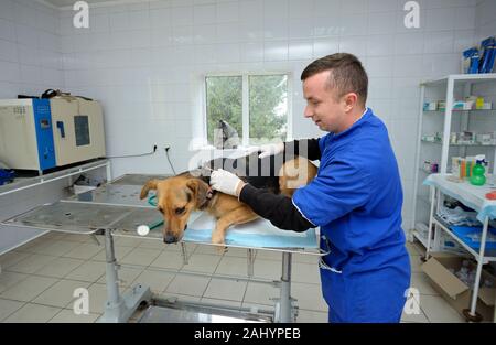 An das Veterinäramt. Tierarzt vetting streunenden Hund mit Stethoskop. Oktober 4, 2019. Städtische Tierheim. Borodyanka, Ukraine Stockfoto