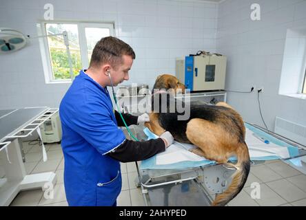 An das Veterinäramt. Tierarzt vetting streunenden Hund mit Stethoskop. Oktober 4, 2019. Städtische Tierheim. Borodyanka, Ukraine Stockfoto