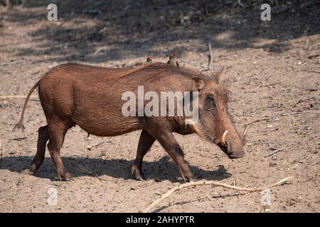 Warzenschwein, Phacochoerus Africanus, mit Red-billed oxpeckers, uMkhuze Game Reserve, Südafrika Stockfoto