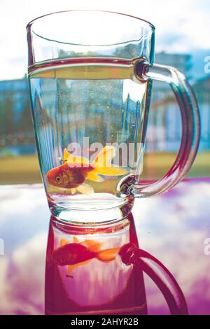 Eine oranda Goldfisch in einem transparenten Schale während ein Wasser. Perfekte Bild für den Hintergrund. Stockfoto