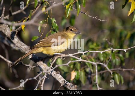 Yellow-bellied greenbul, Chlorocichla flaviventris, uMkhuze Game Reserve, Südafrika Stockfoto