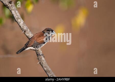 Bronze Mannikin, Lonchura cucullata, uMkhuze Game Reserve, Südafrika Stockfoto