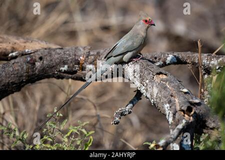 Rot - mousebird konfrontiert, Urocolius indicus, uMkhuze Game Reserve, Südafrika Stockfoto