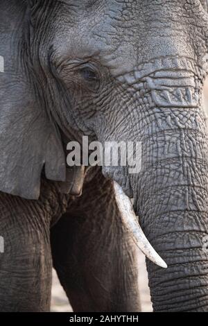Afrikanischer Elefant, Loxodonta africana Africana, Tembe Elephant Park, Südafrika Stockfoto