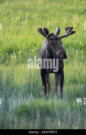 Ein Bull Moose Futter auf den Wiesen im Sommer der Grand Teton National Park in Elche, Wyoming. Stockfoto