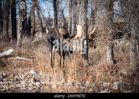 Ein Paar von Bull Moose Ansatz im Herbst rut Paarungszeit im Grand Teton National Park in Elche, Wyoming. Stockfoto