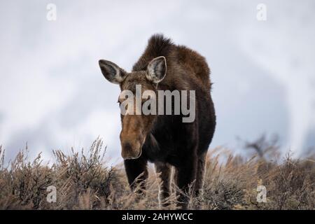 Eine weibliche Moose Futter auf den Wiesen im Frühling in den Grand Teton National Park in Elche, Wyoming. Stockfoto