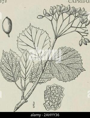 Eine Illustrierte Flora von der nördlichen USA, Kanada und die britischen Besitzungen: von Neufundland zu den Parallelen der südlichen Grenze von Virginia und vom Atlantik westwärts nach dem 102 Meridian. CAPRIFOLIACEAE.. Vol. III. Manchmal tragen reniform, sehr dünne subcordateleaves mit Minuten entfernte Zähne. Juni-juli. 9. Viburnum molle] Iichx. Soft-leaved Pfeil - Holz. Abb. 3965. V. molle Michx. Fl. Bor. Äa i: i8o. 1803 Viburnum Demetrionis Deane & Robinson, Bot. Gaz. 22:167. pi. 8. 1896. Ein Strauch ca. 12° hoch, die älteren twigsat Länge gräulich schwarz, die Rinde exfoliating. B Stockfoto