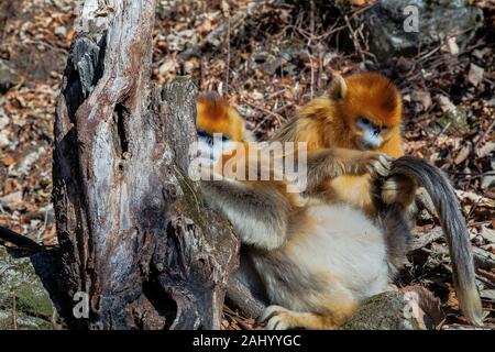 Snub-gerochene Goldenen Affen (Rhinopithecus roxellana). Januar in Waldgebiet in Qinling Mountains, Provinz Shaanxi, China Stockfoto